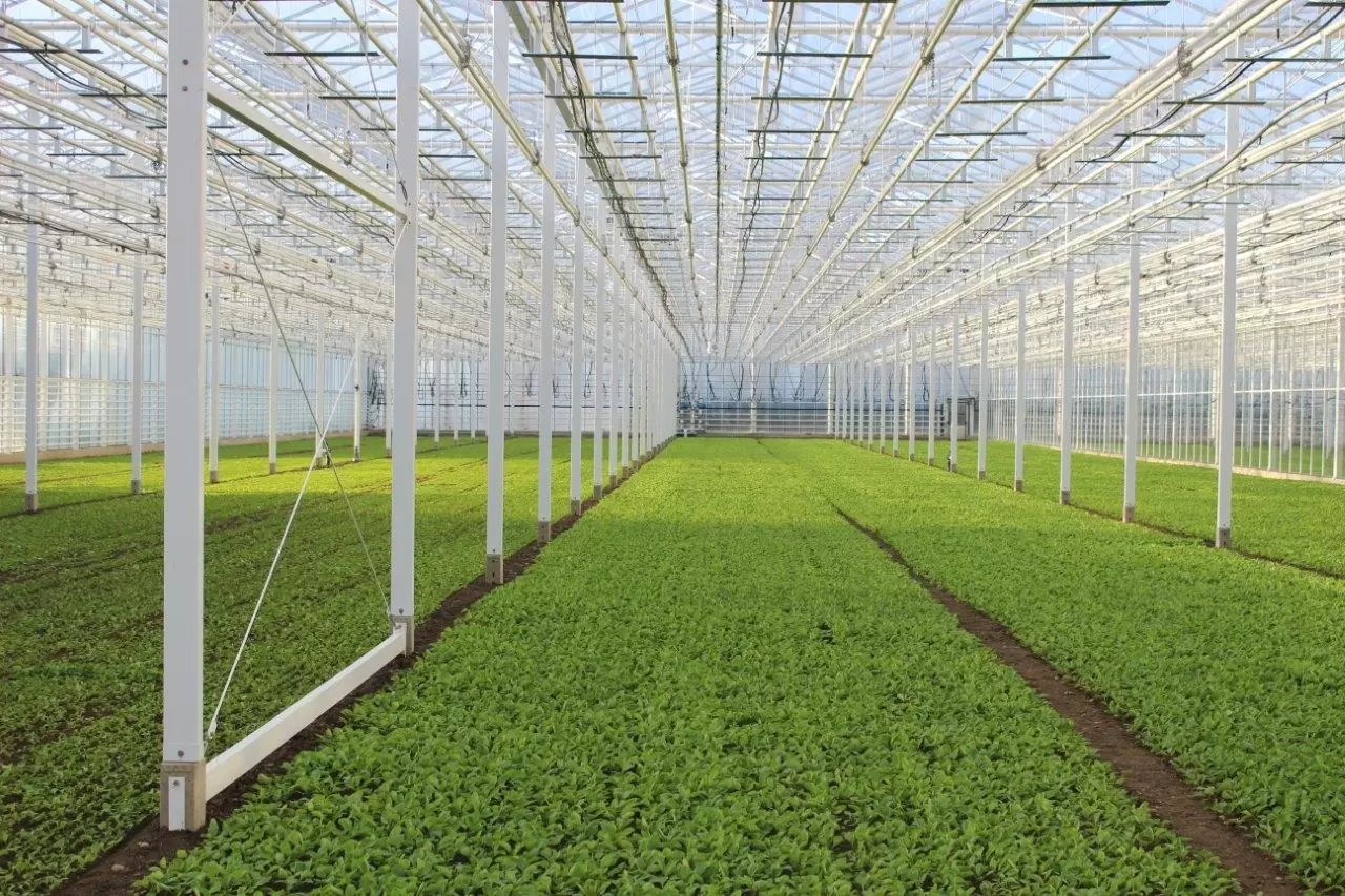 Greenhouse Beerstecher in Hinwil