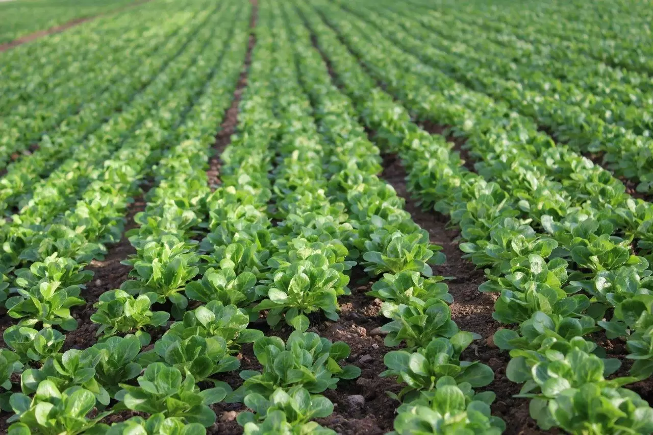 Lamb's lettuce