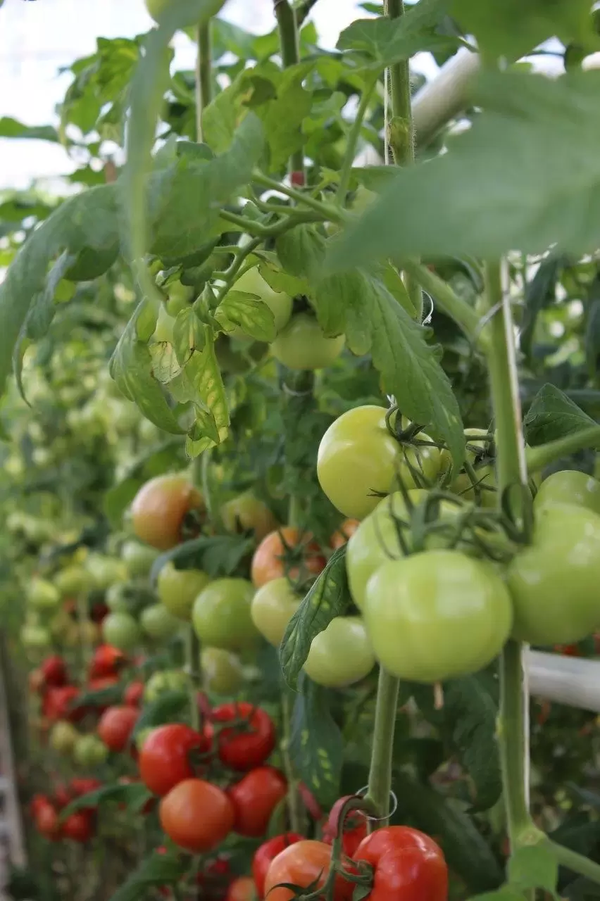 Tomatoes
