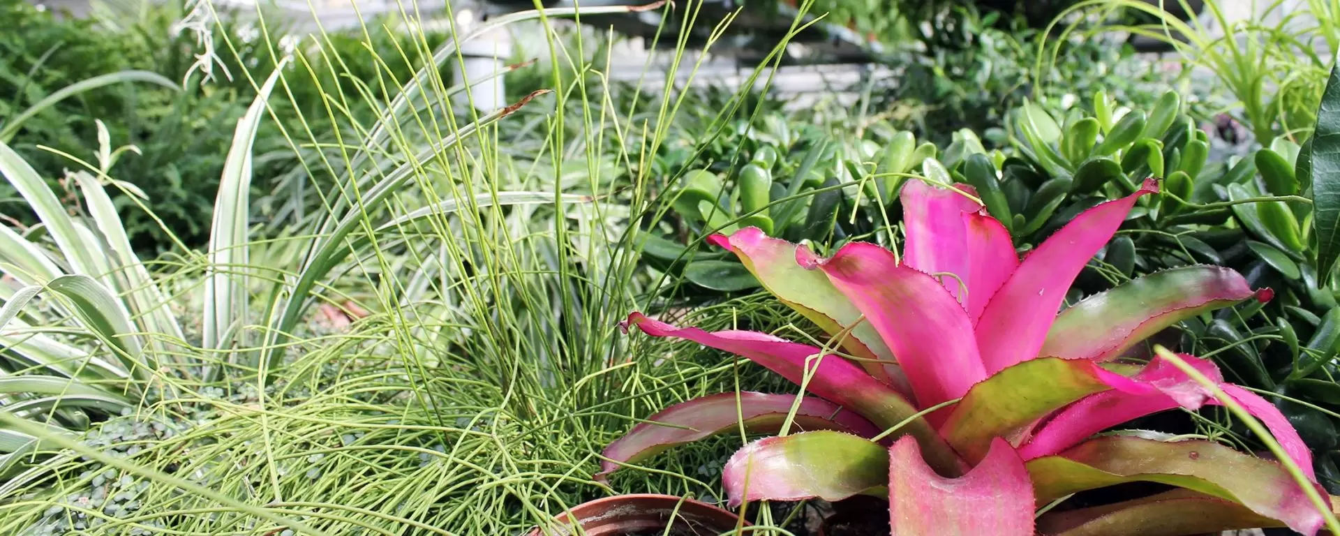 Biodiversity the importance of nature for ours all future