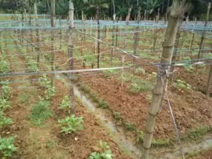 A runner bean plantage in India