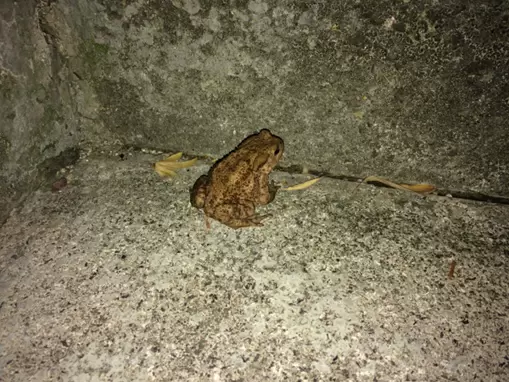 Frog sitting on a stony ground