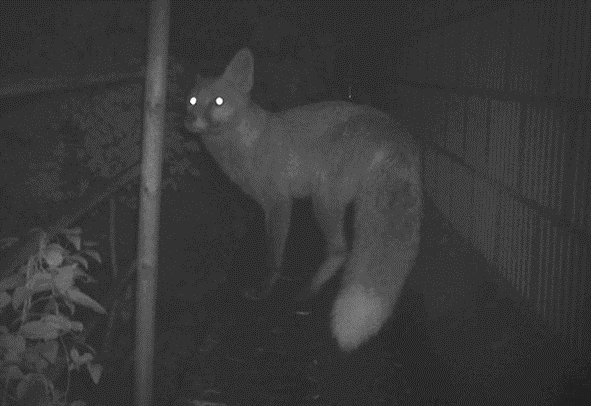 fox on the way in the City