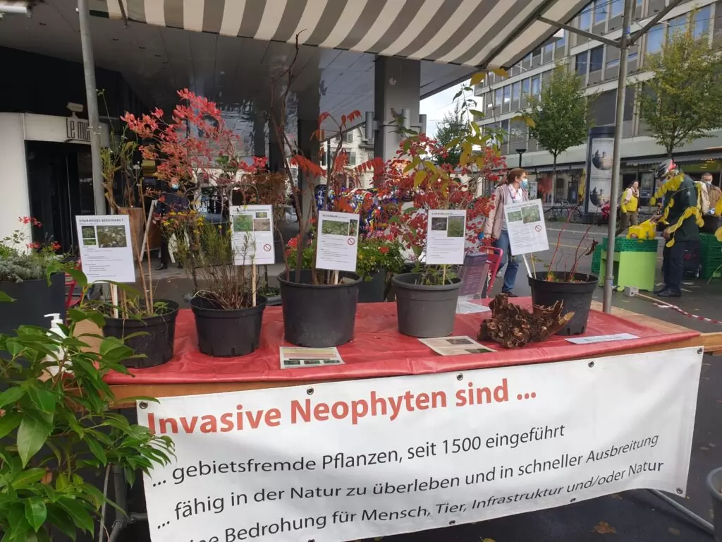 Booth with five pots with neophytes