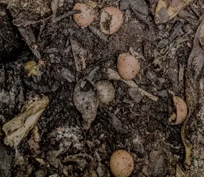 Household waste - Picture from India