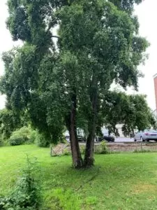 The biggest producer of oxygen