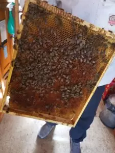 Pictures out of the beehouse near the Egelsee, Bubikon