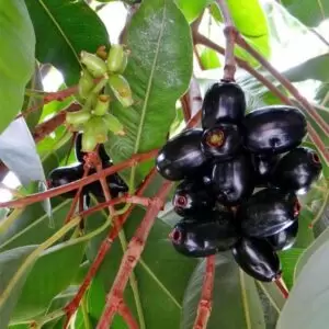 Jamun tree, also known as black plum fruit