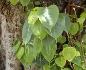 Peepal Tree