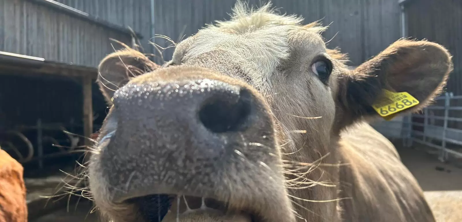 Picture of a cow on a local farm