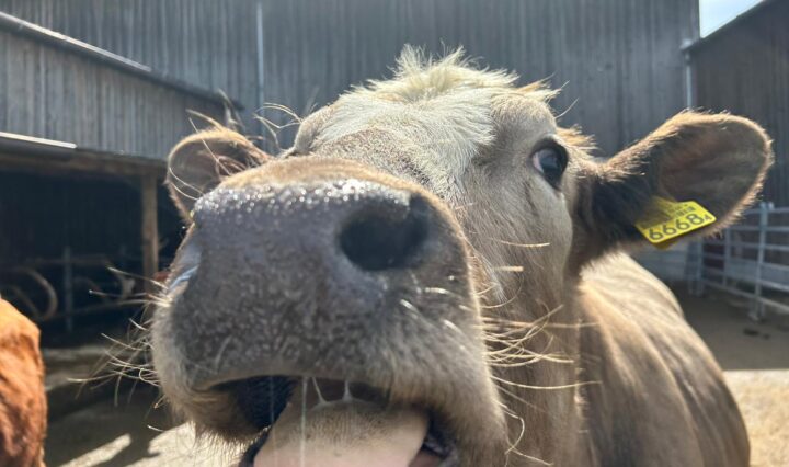 Picture of a cow on a local farm