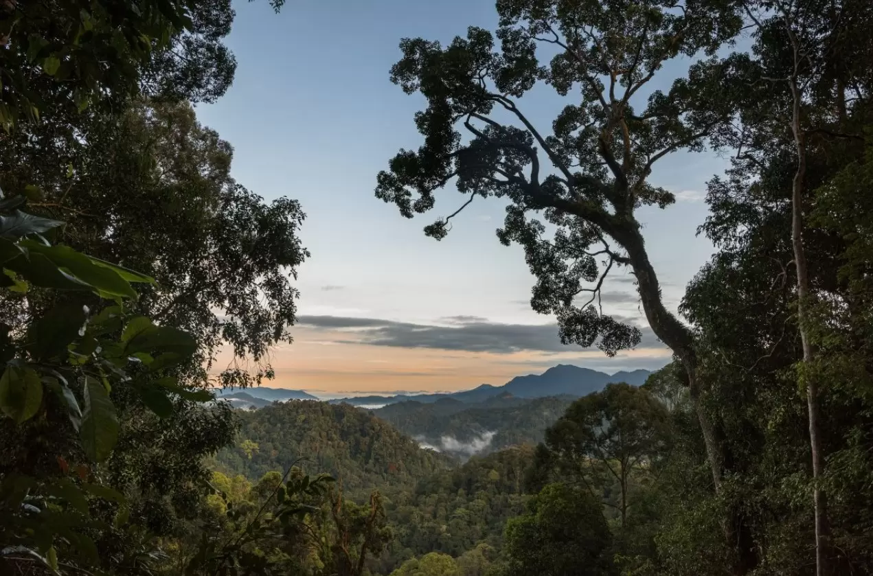 View of rainforest with a beautiful sunset