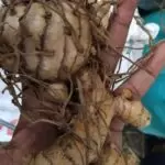 Indonesian ginger