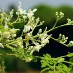Drumstick Tree Flowers